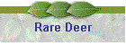 Rare Deer
